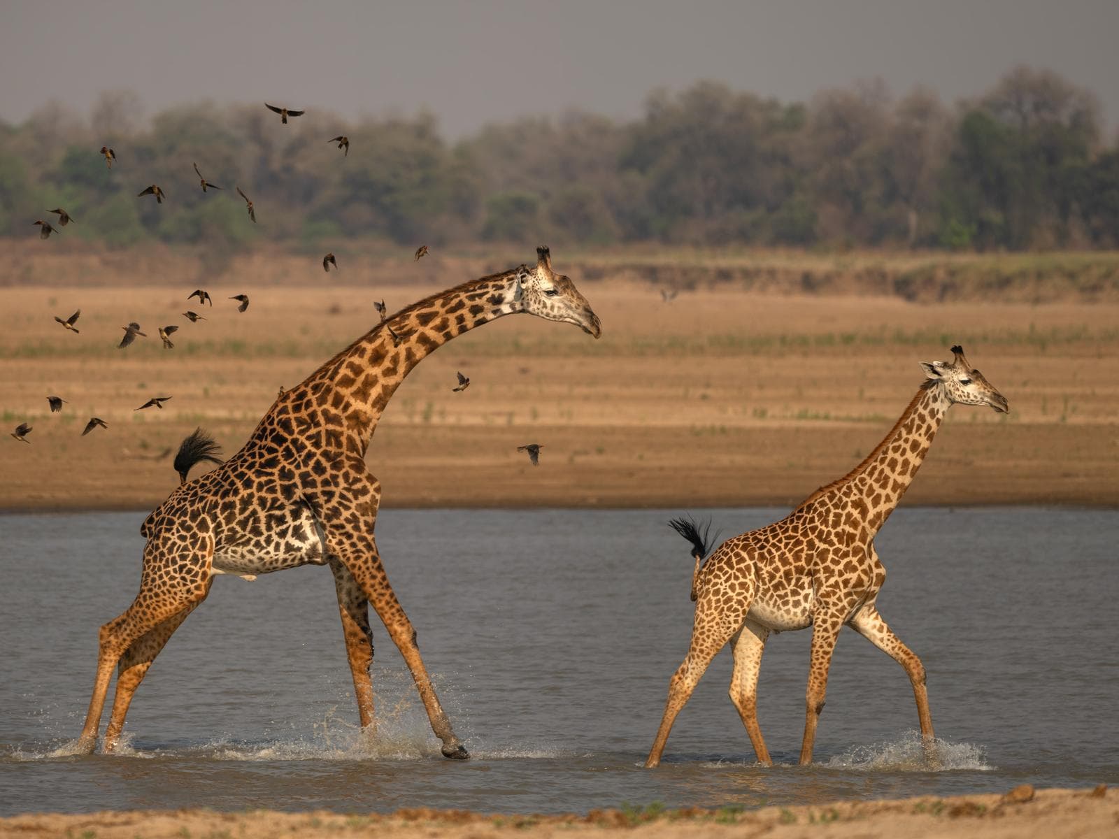 South Luangwa — 38