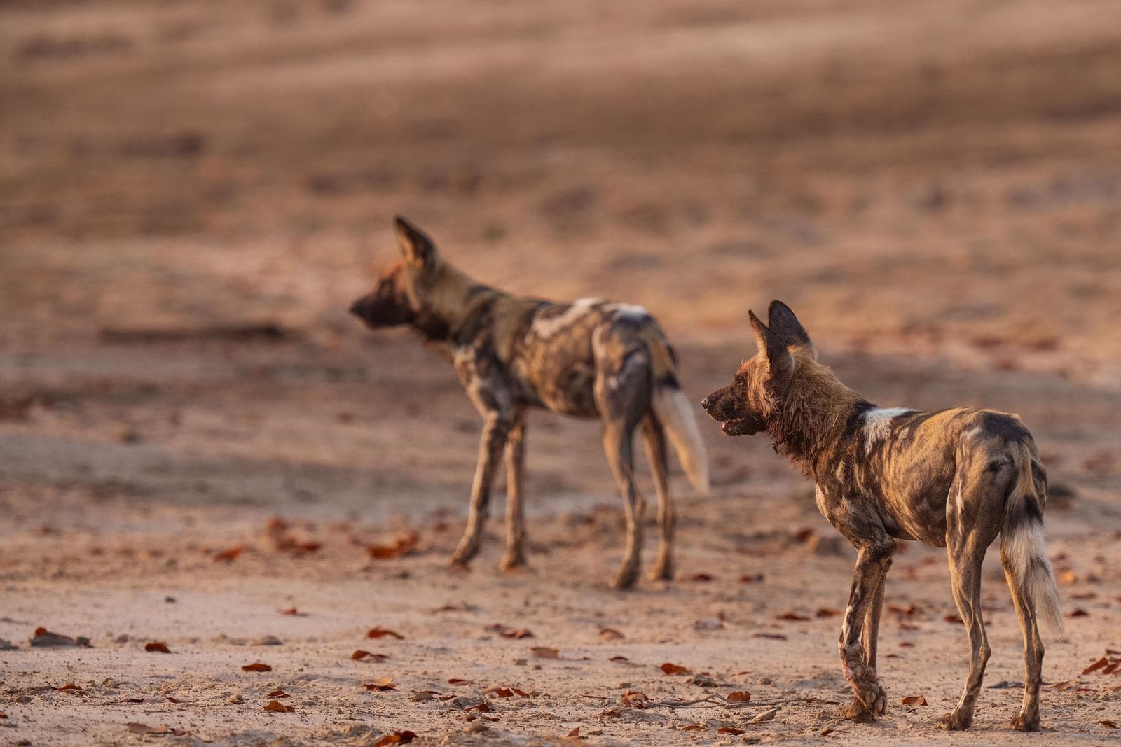 South Luangwa — 45