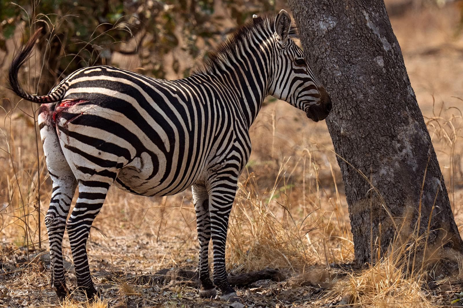 South Luangwa — 46