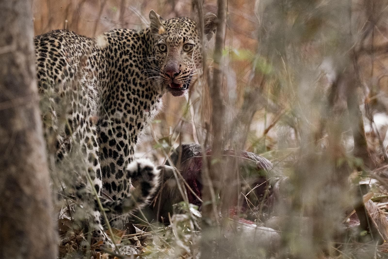 South Luangwa — 9