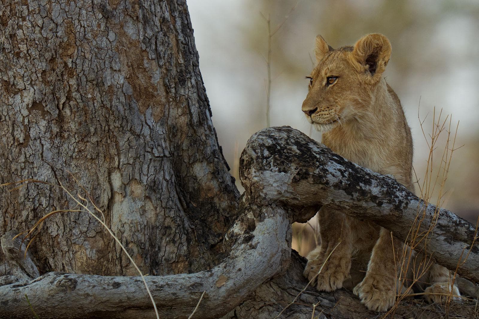 South Luangwa — 5