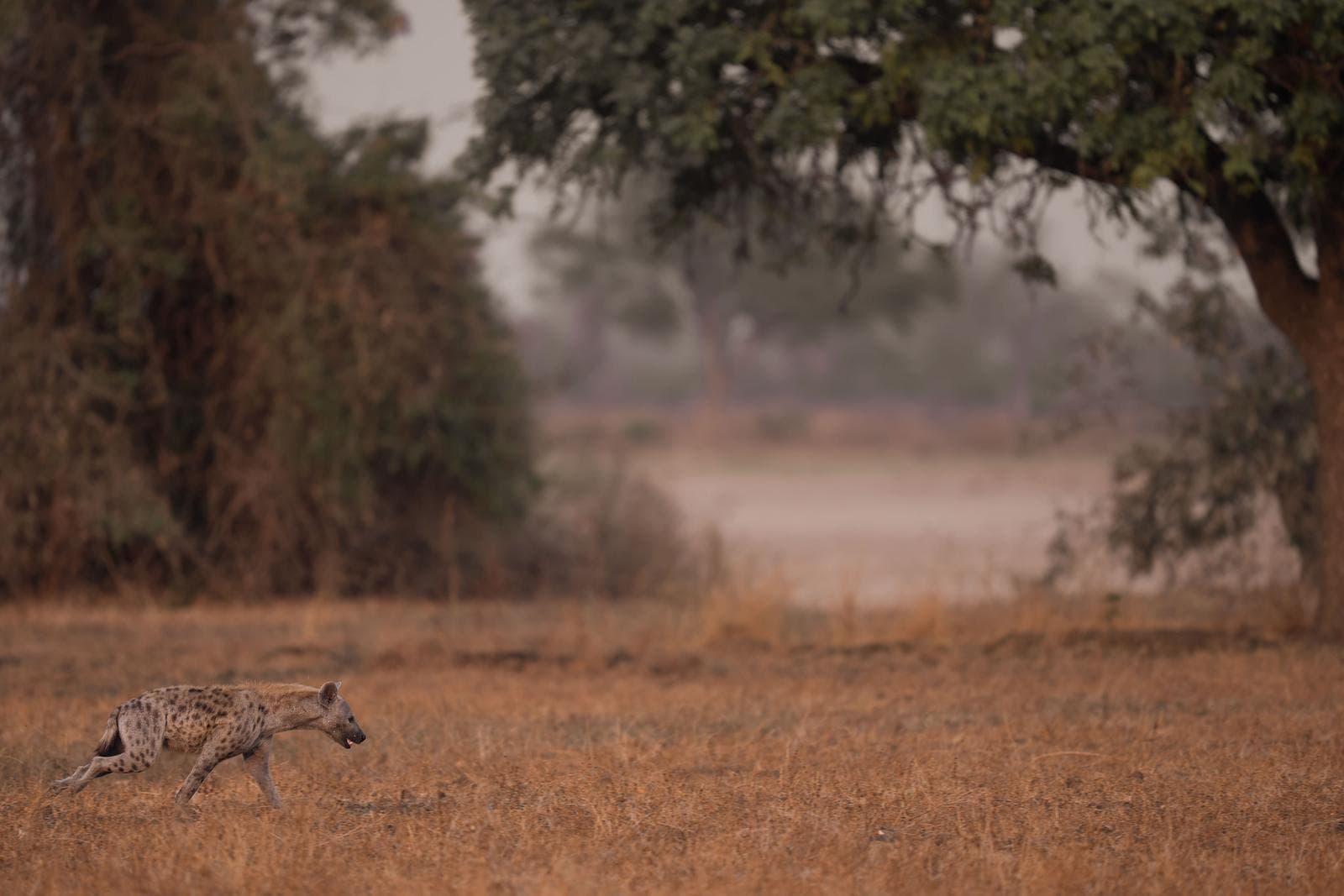 South Luangwa — 4