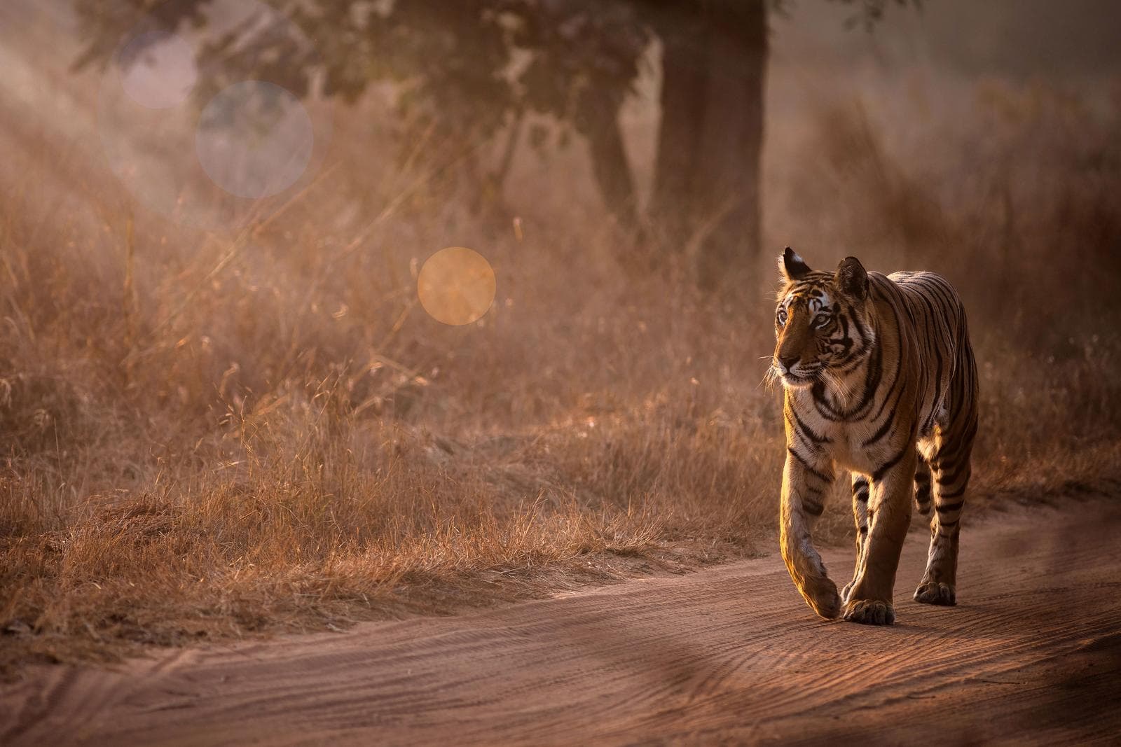 Tigerens rike – Bandhavgarh