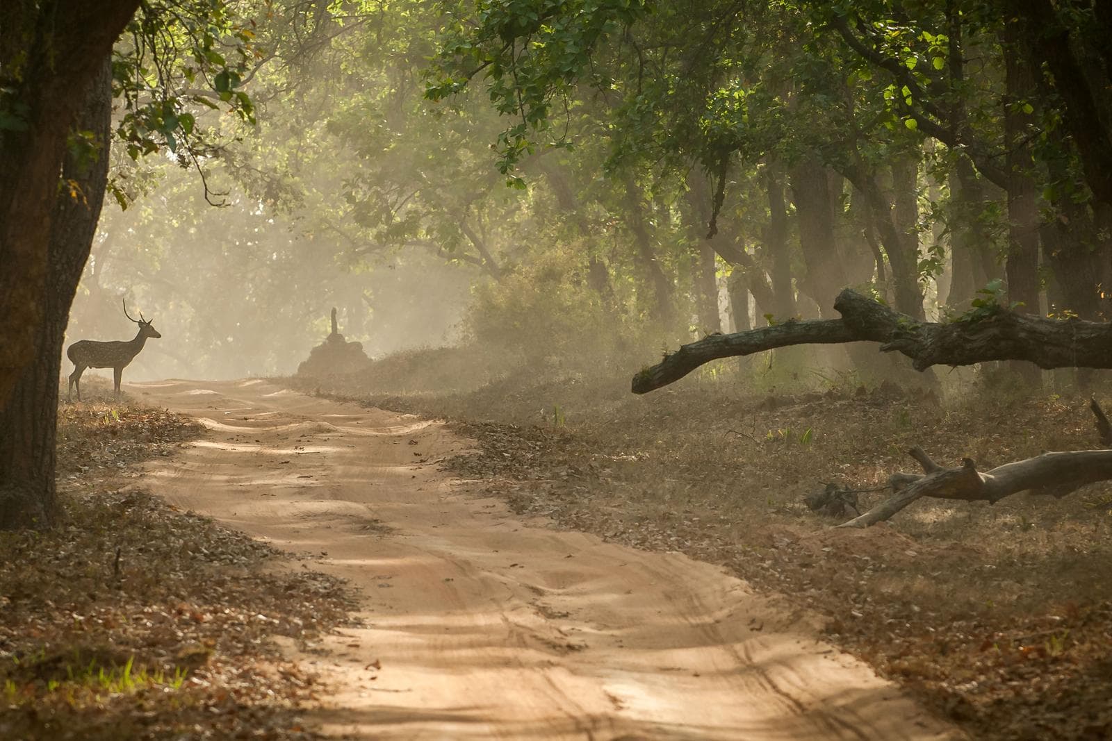 Tigerens rike – Bandhavgarh