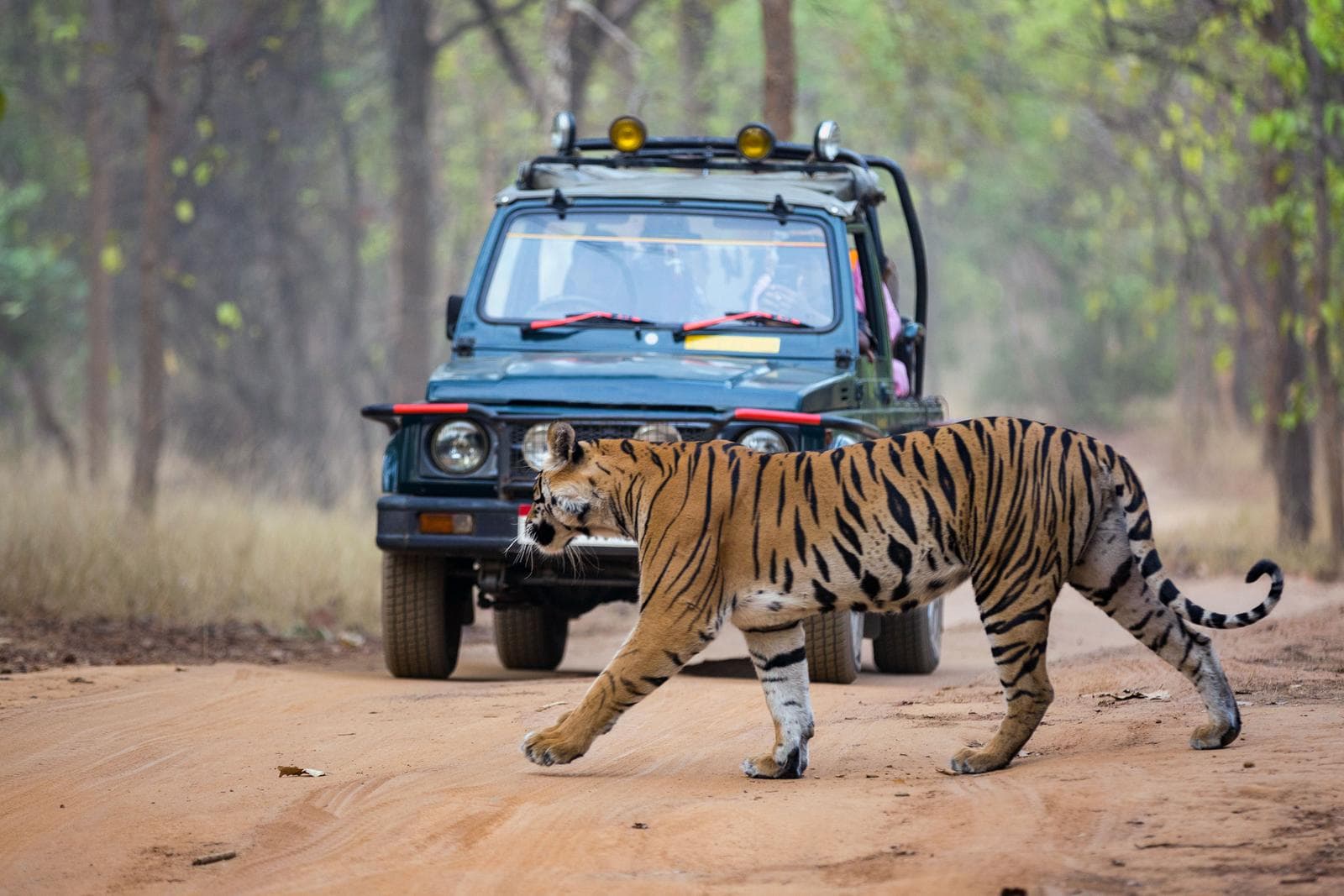 Tigerens rike – Bandhavgarh
