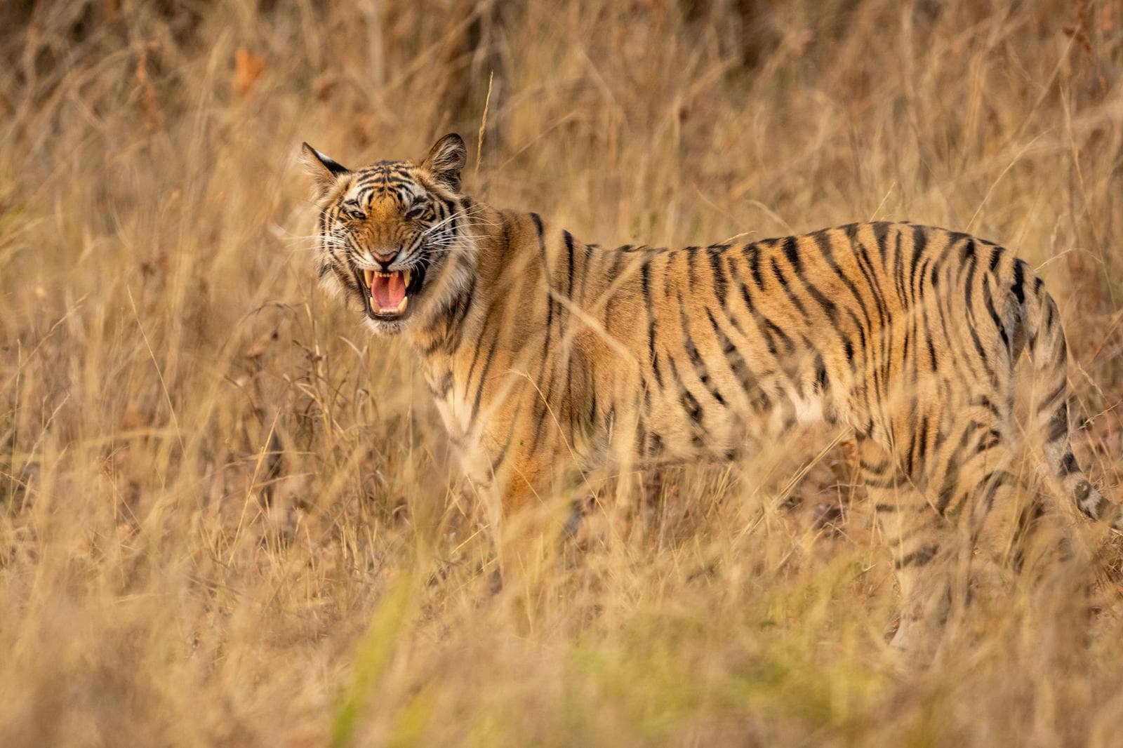 Tigerens rike – Bandhavgarh