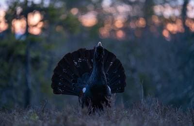 Tiur og havørn — 1