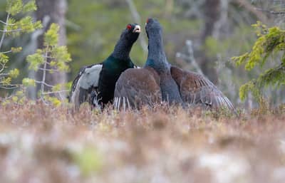 Tiur og havørn — 6