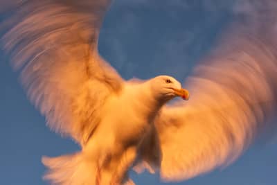 Tiur og havørn — 24