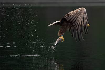 Tiur og havørn — 15