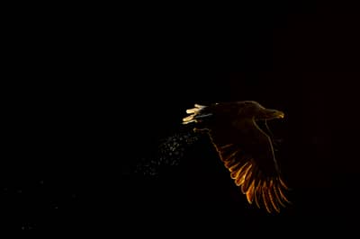 Tiur og havørn — 2