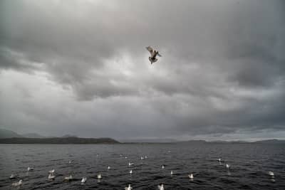 Tiur og havørn — 16