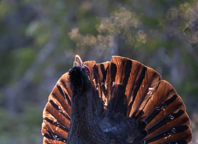 Tiur og havørn — 27