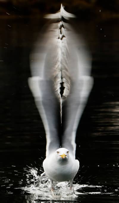 Tiur og havørn — 18