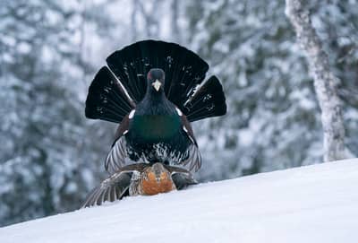 Tiur og havørn — 3