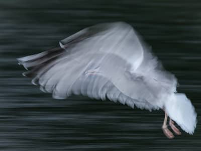 Tiur og havørn — 8