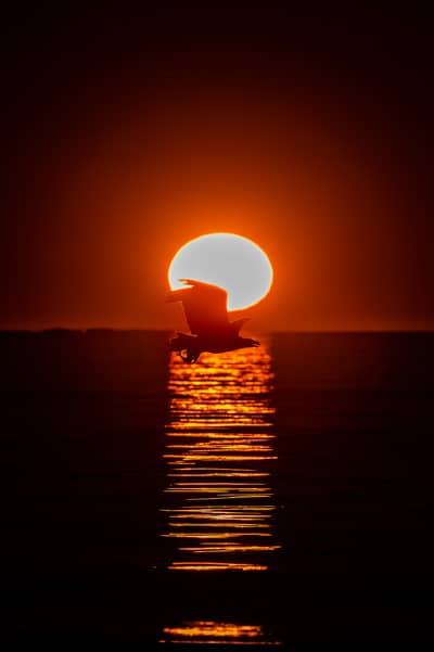 Tiur og havørn — 20