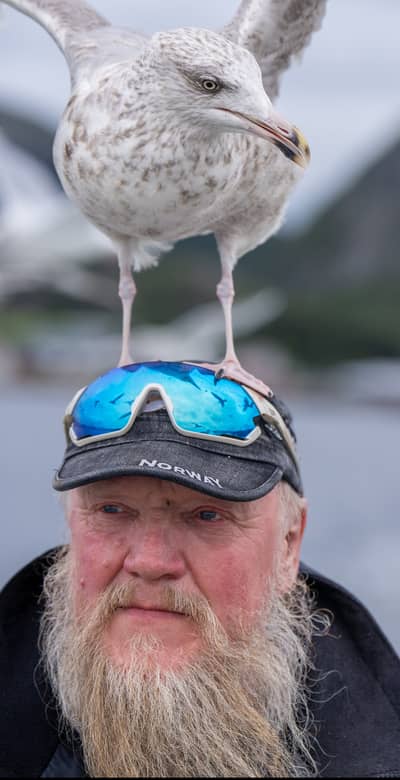 Tiur og havørn — 7