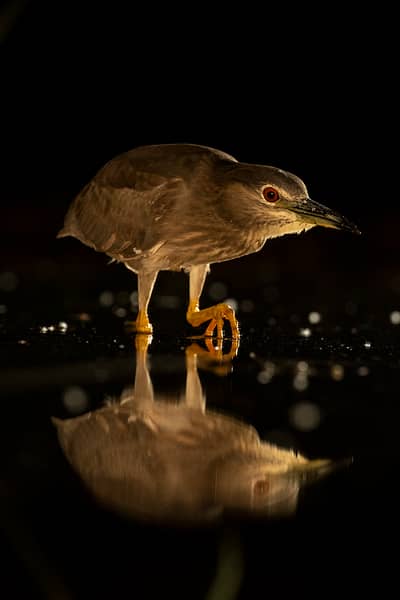 Ungarn vår (kopia) — 10