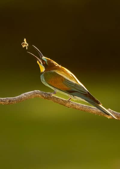 Ungarn vår (kopia) — 30