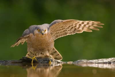 Ungarn vår (kopia) — 15