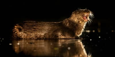 Ungarn vår (kopia) — 9