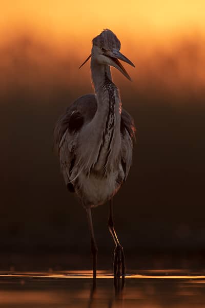 Ungarn vår (kopia) — 34