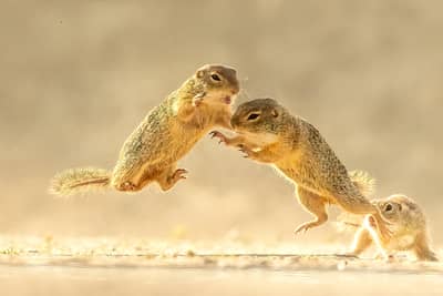 Ungarn vår (kopia) — 13