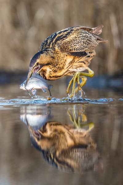 Ungarn vår (kopia) — 28