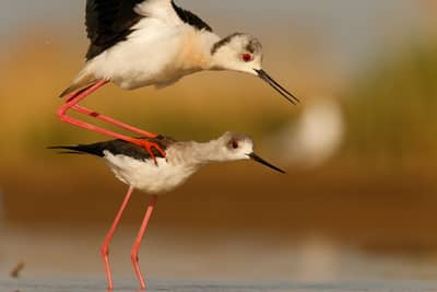 Ungarn vår (kopia) — 19