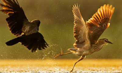 Ungarn vår (kopia) — 43