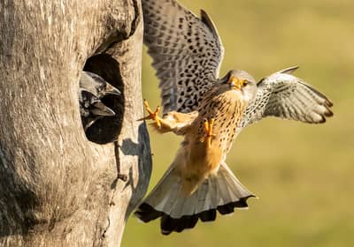 Ungarn vår (kopia) — 29