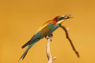 Ungarn vår (kopia) — 23