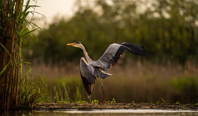 Ungarn vår (kopia) — 31