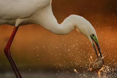 Ungarn vår (kopia) — 20