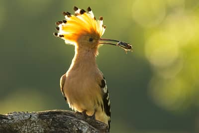 Ungarn vår (kopia) — 26