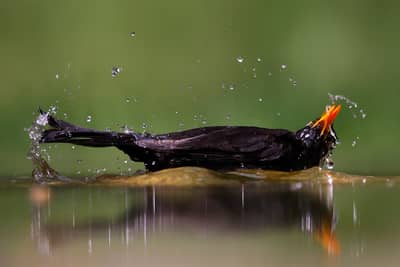 Ungarn vår (kopia) — 6