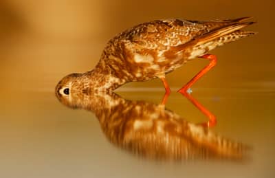 Ungarn vår (kopia) — 11