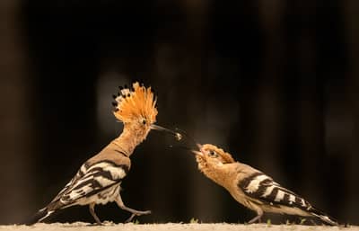 Ungarn vår (kopia) — 39