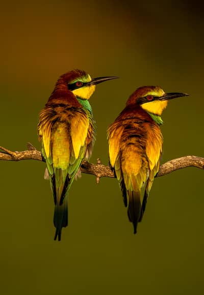 Ungarn vår (kopia) — 41