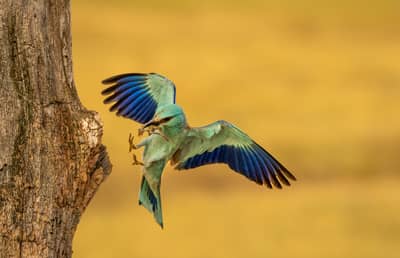 Ungarn vår (kopia) — 45