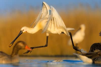 Ungarn vår (kopia) — 21