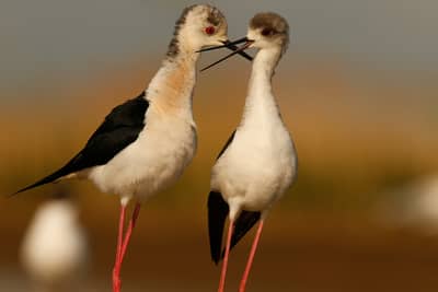 Ungarn vår (kopia) — 46