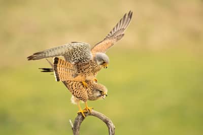 Ungarn vår (kopia) — 14