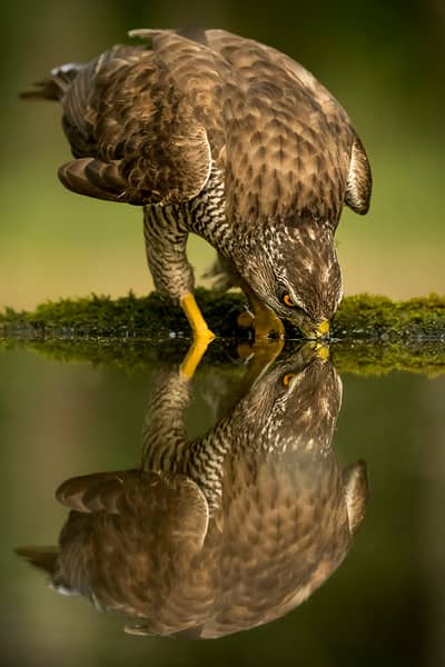 Ungarn vår (kopia) — 18