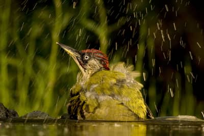 Ungarn vår (kopia) — 17