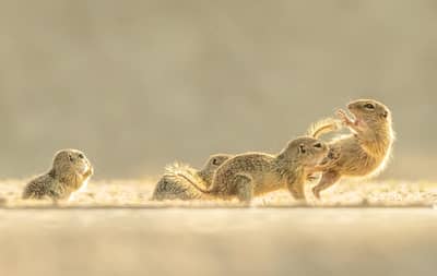 Ungarn vår (kopia) — 16