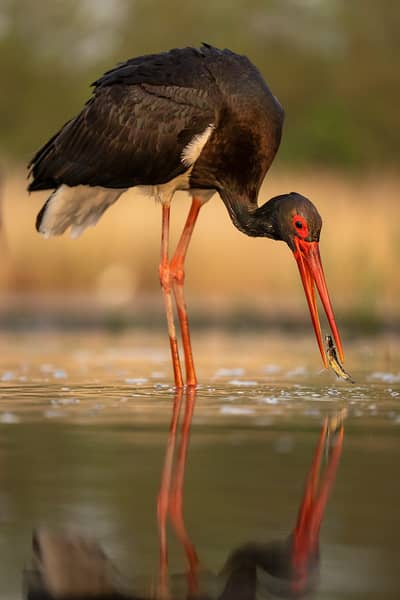 Ungarn vår (kopia) — 5