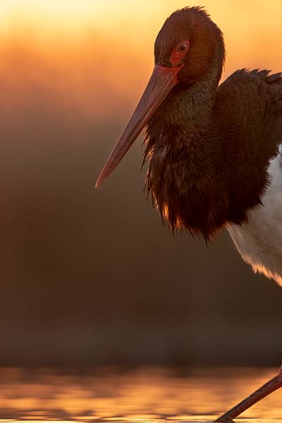 Ungarn vår (kopia) — 25