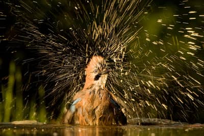 Ungarn vår (kopia) — 42